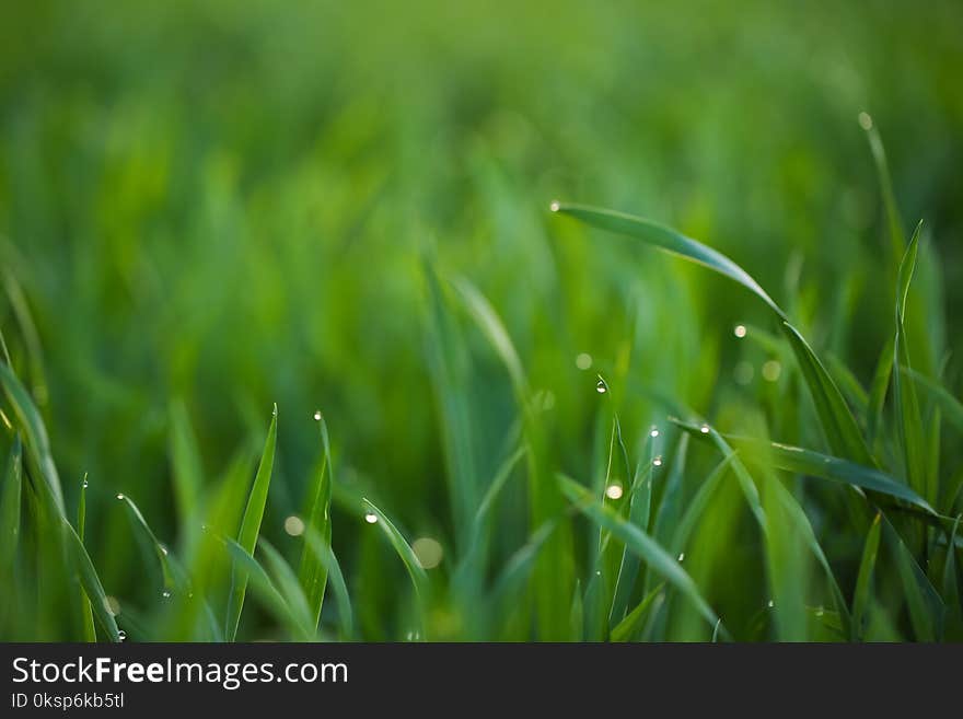 Young green grass with dew drops in field on spring morning