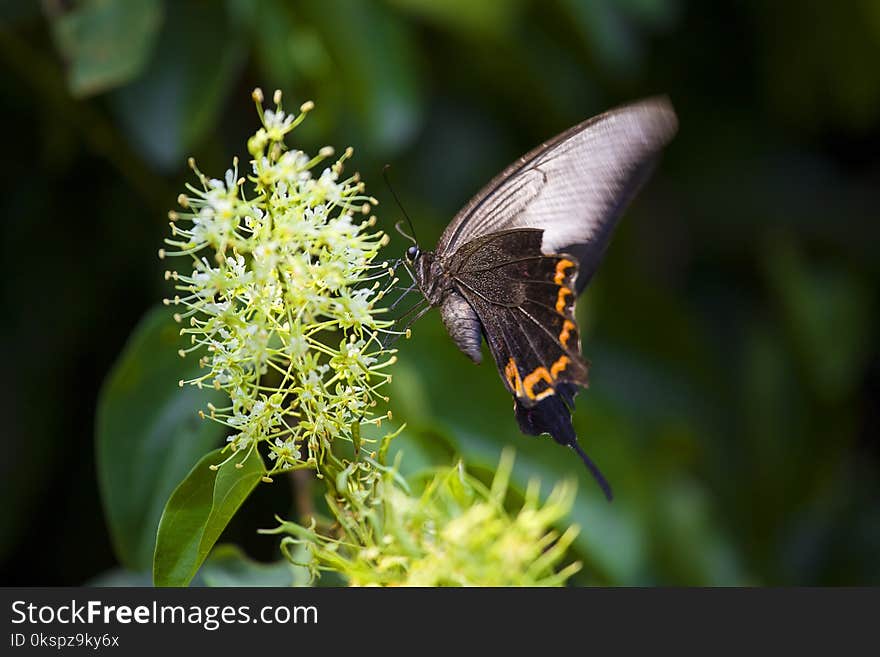 Butterflies and flowers