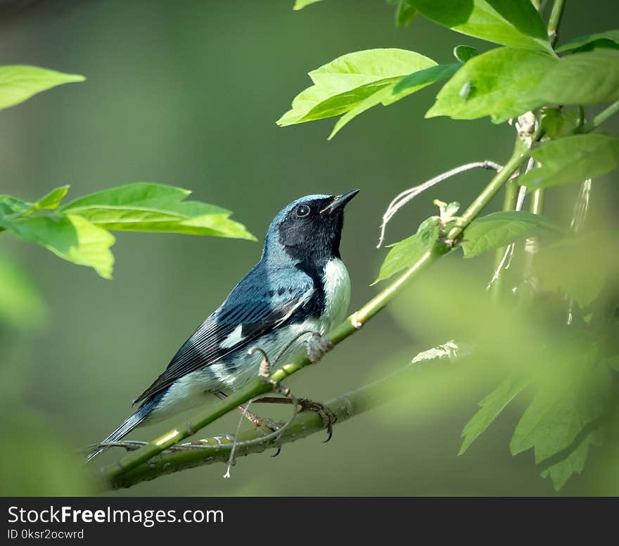 Black throated blue warbler sits on a branch