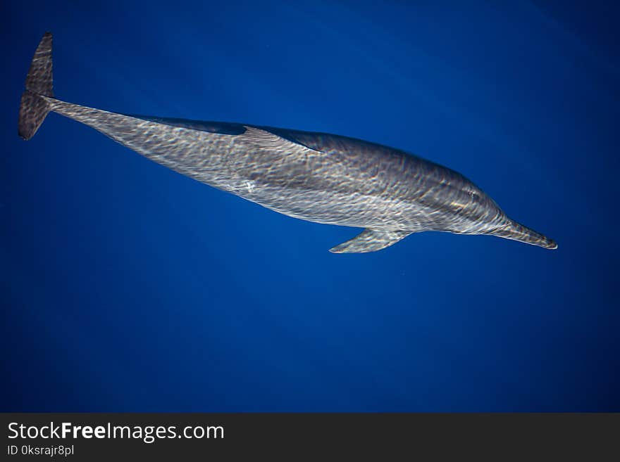 Spinner Dolphin In Blue Water