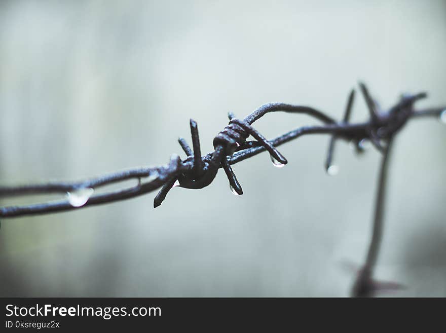 Barbed wire. Selective focus. Shallow depth of field.