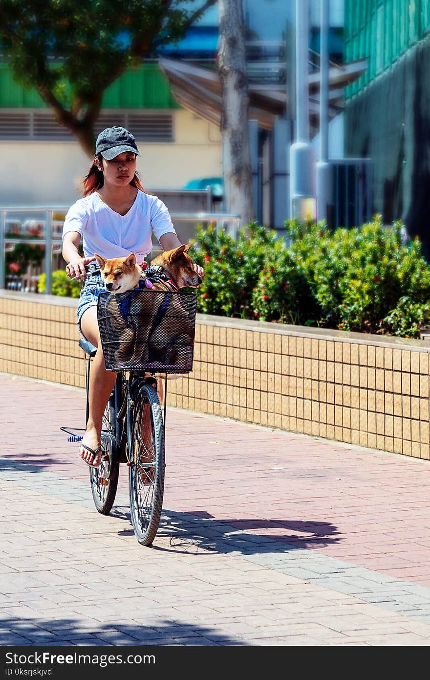 Woman Riding Bicycle With Dog in Basket