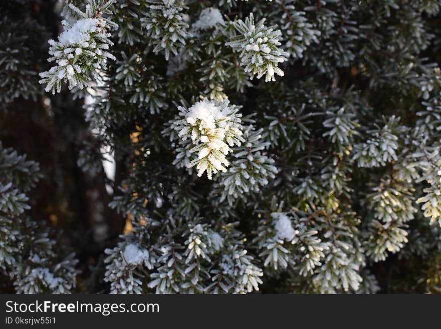 Snow-covered Leaves