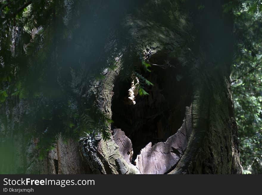 Green Tree at Daytime