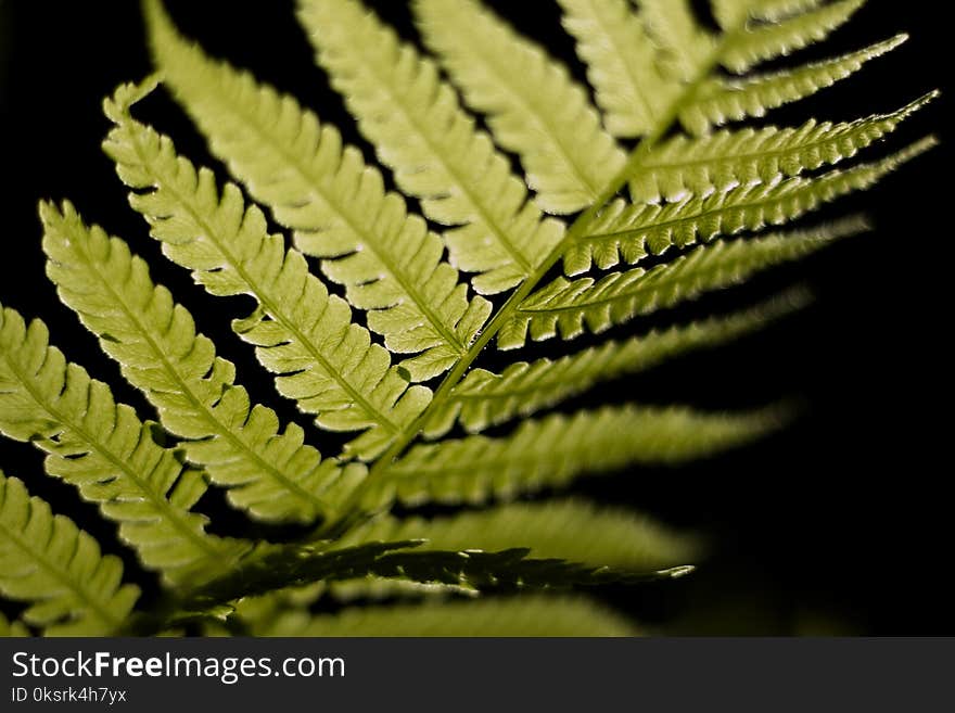 Selective Focus Photo of Linear Leaf Plant