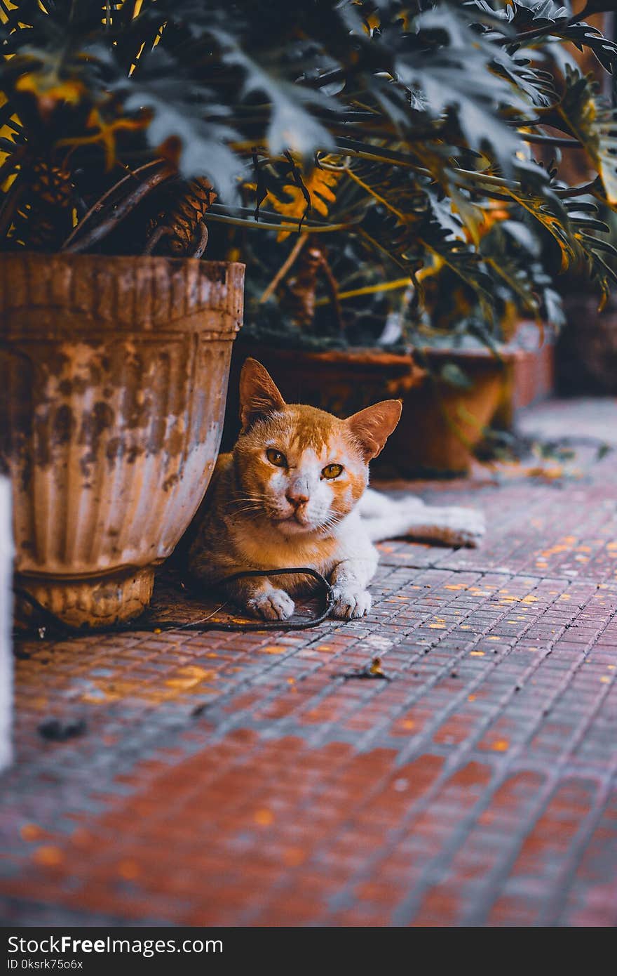 Brown Cat Near Grey Vase