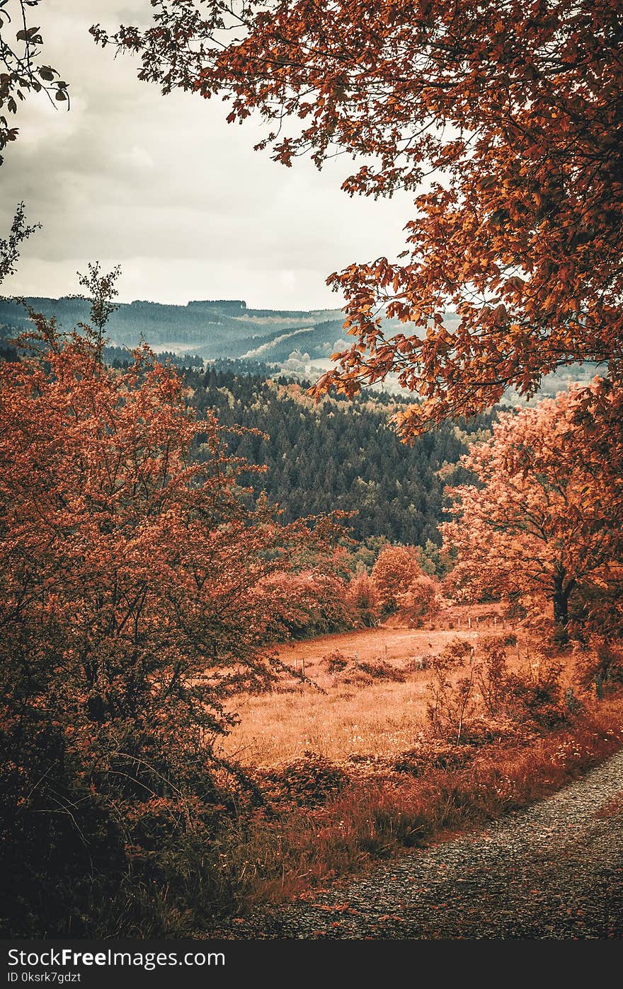 Landscape Photography of Mountains and Trees