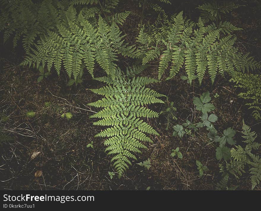 Green Leaves