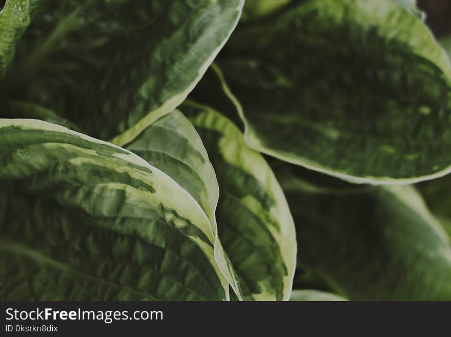 Green Leafed Plant In Shallow Photography