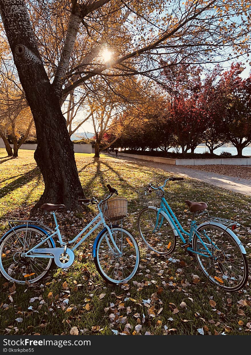 Two Teal Bicycles Near A Tree