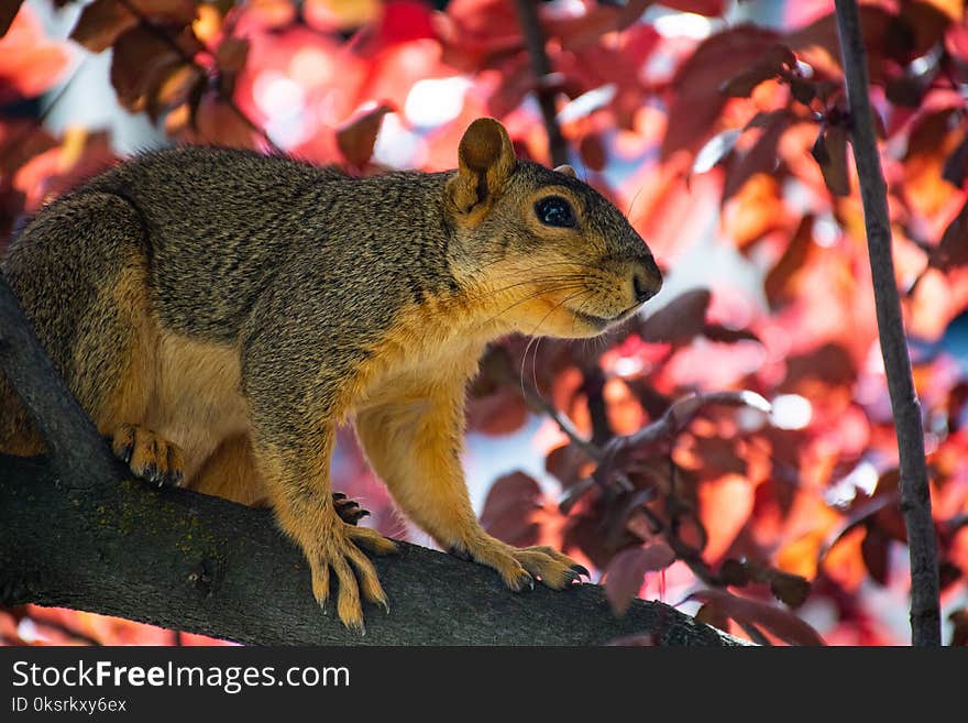 Animal On Tree Branch