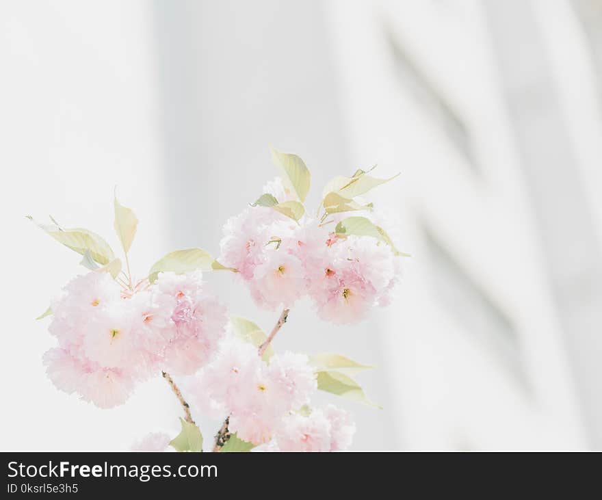 Pink Flowers