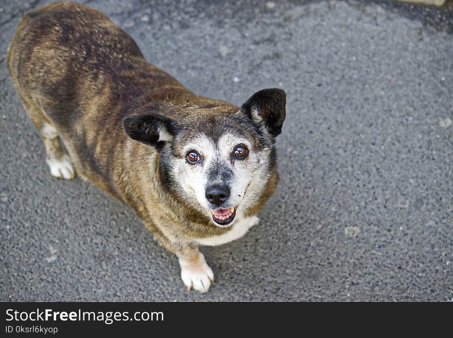 Adult Brindle Corgi