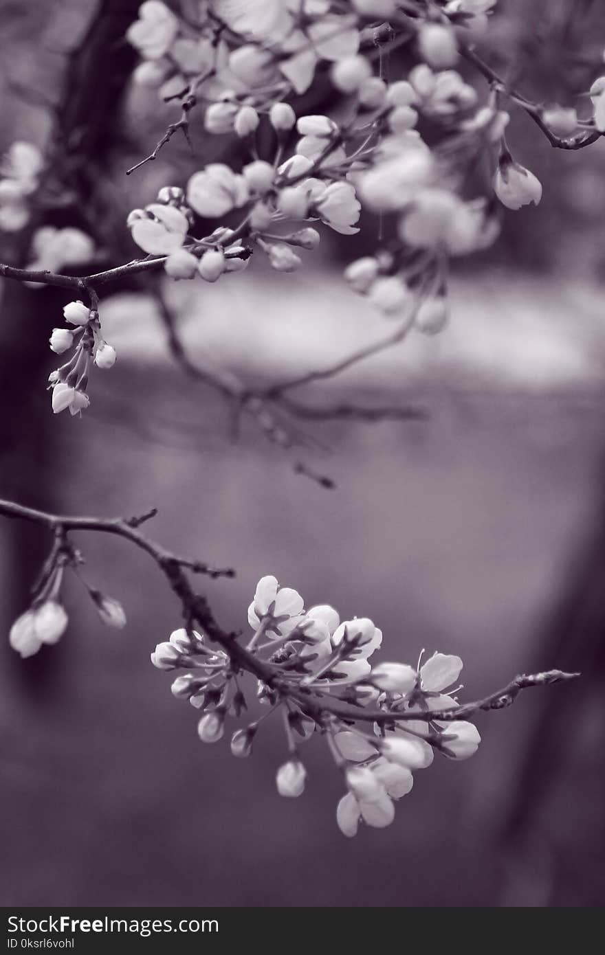 Grayscale Photo of Flowers in Tree