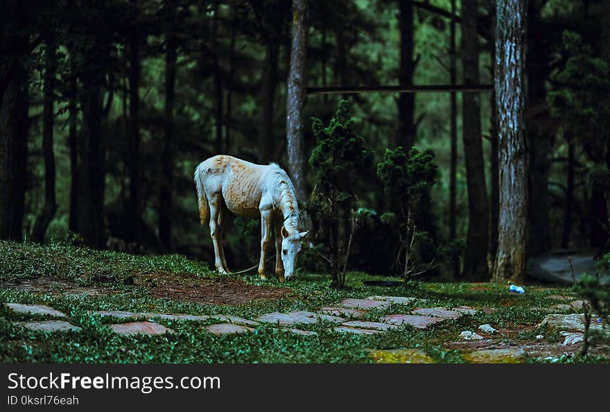 White Horse