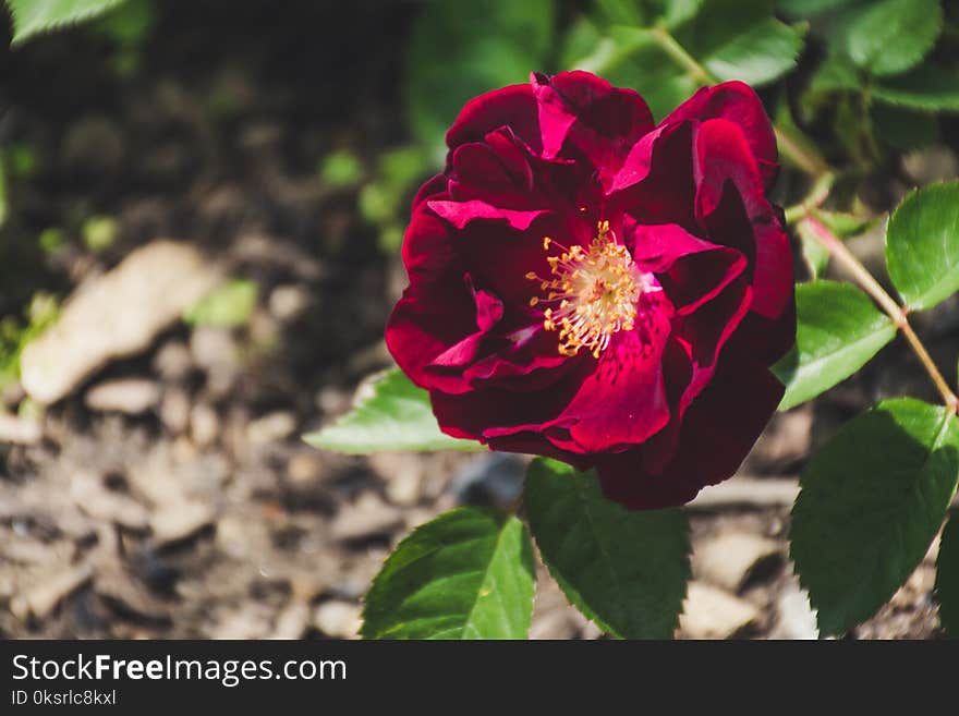 Red Flower