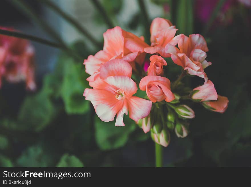 Pink Flowers