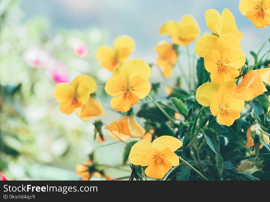 Yellow Flowers