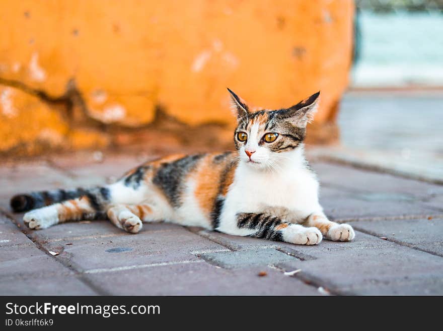 Close-Up Photography of Tabby Cat