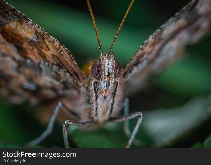 Brown Butterfly Close-up Photography