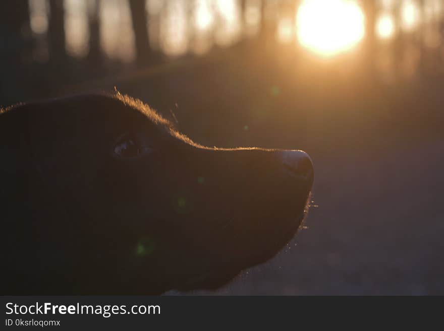 Black Labrador Retriever