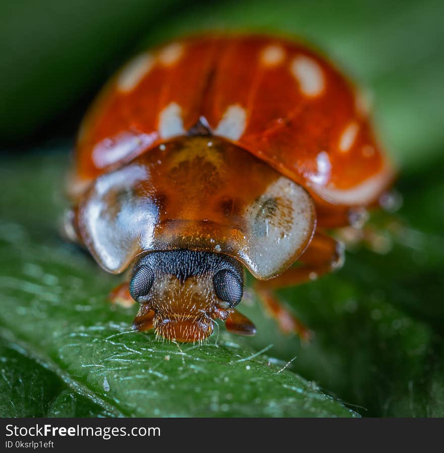 Shallow Focus Photography Of Beetle