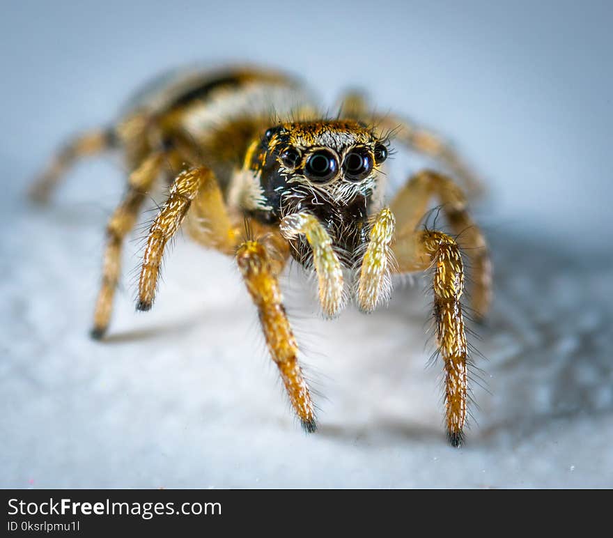 Selective Focus Photography Of Spider