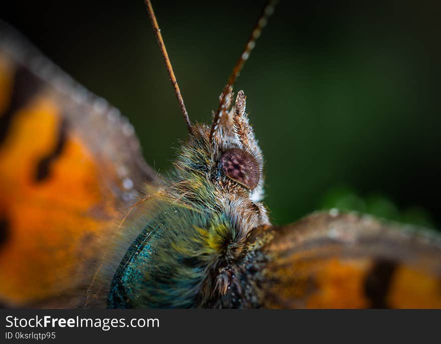 Macro Photography Of Moth