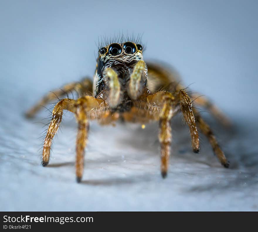 Spider Macro Photography