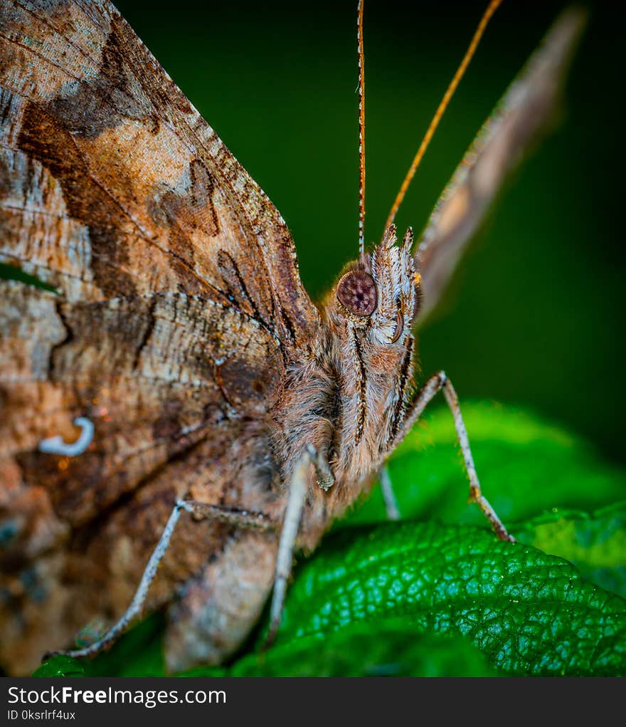 Macro Photo Of Brown Butterfly