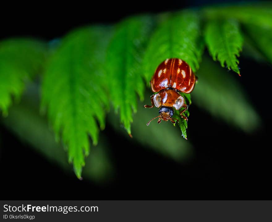 Red Beetle