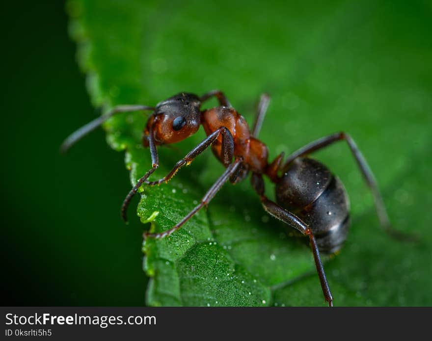 Close Up Photography Of Red Ant On Green Leaf