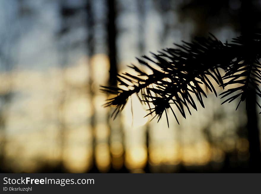 Close-Up Photography of Pine Leaves