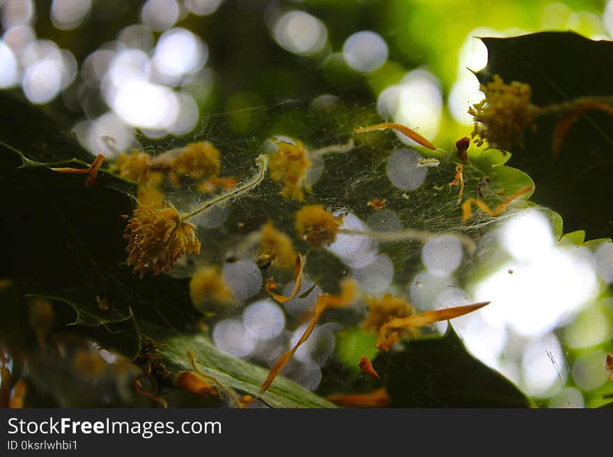 Flowers On Spiderweb