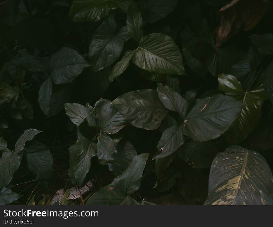 Green Leafed Plants