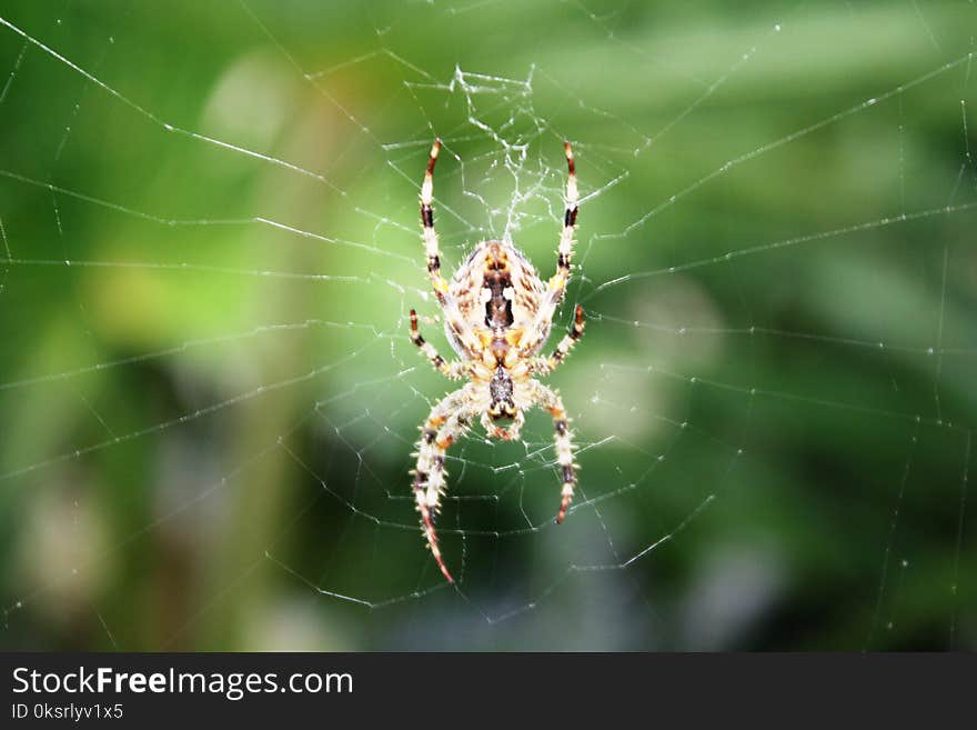 Yellow and Black Spider on Web