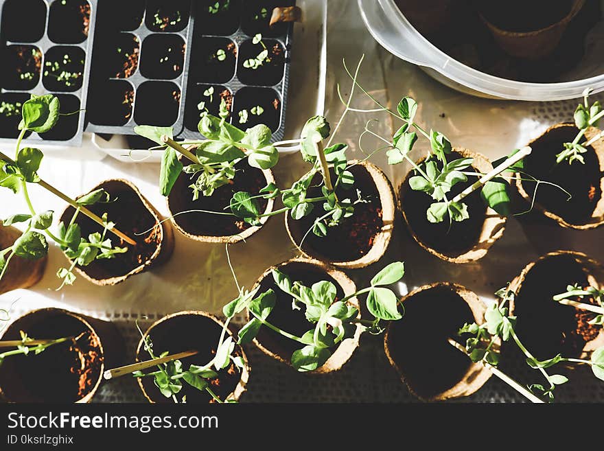 Variety Of Green Plants