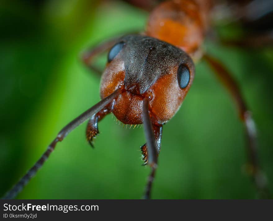 Close-up Photo Of Ant