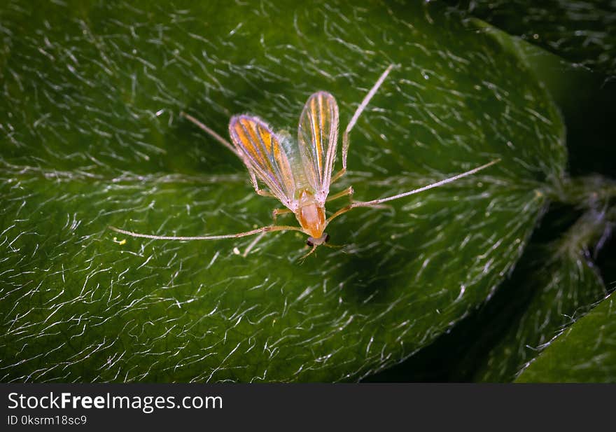 Brown Insect On Leaf