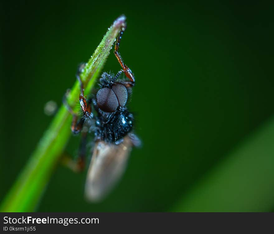 Close-up Photography Of Black Insect