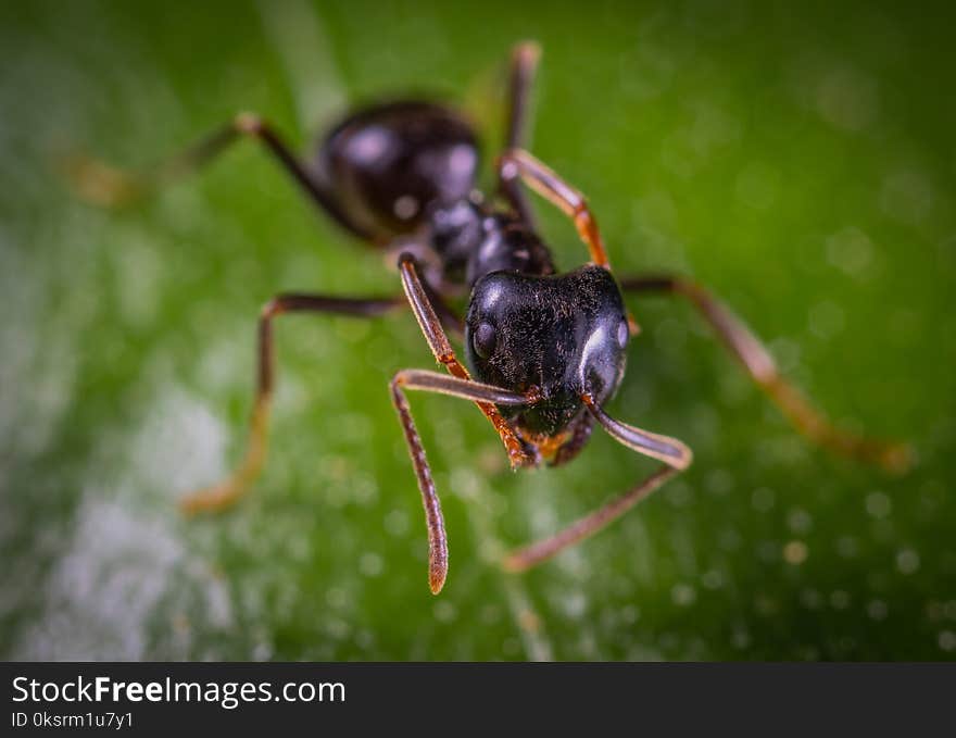 Close-up Photo Of Ant