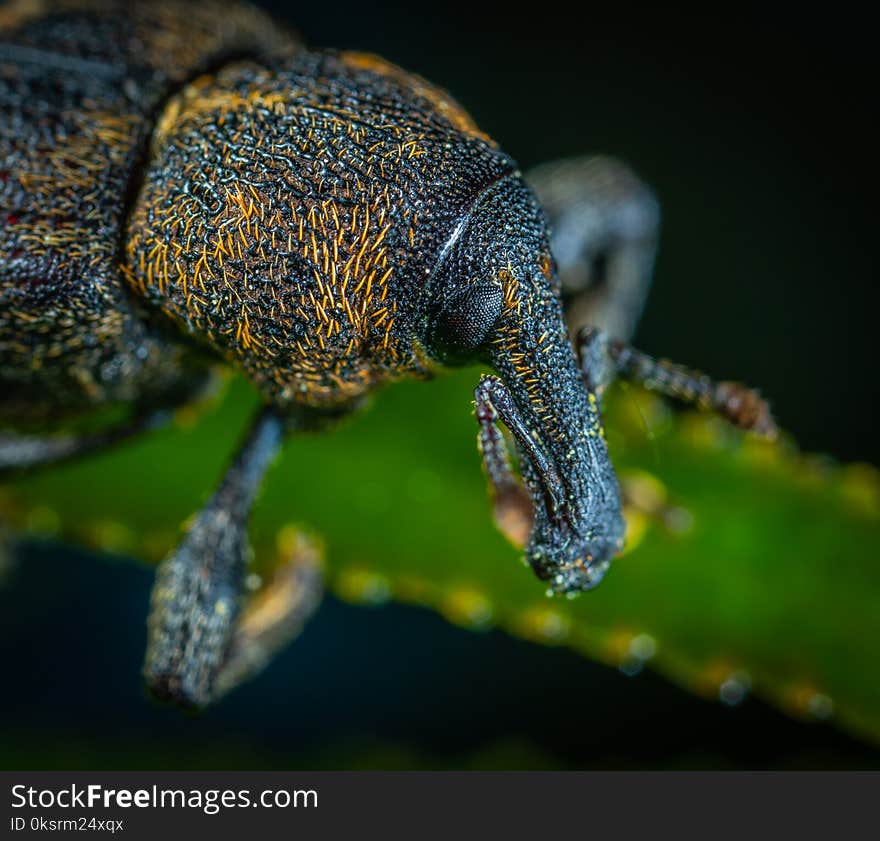 Macro Photography Of Black And Yellow Beetle