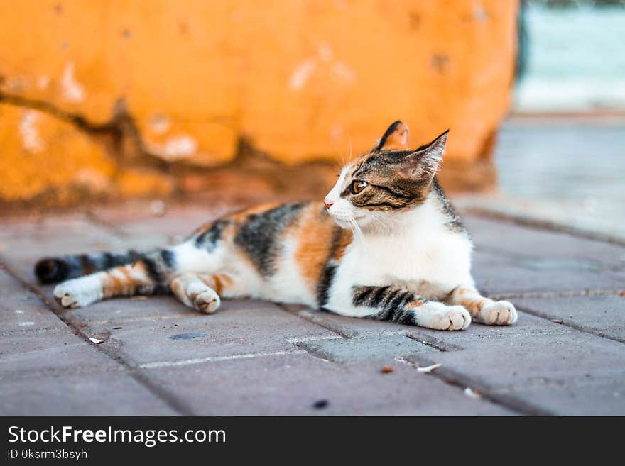 Close-Up Photography of Tabby Cat