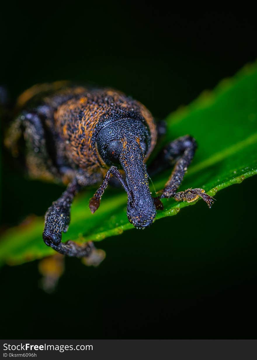 Insect On A Leaf