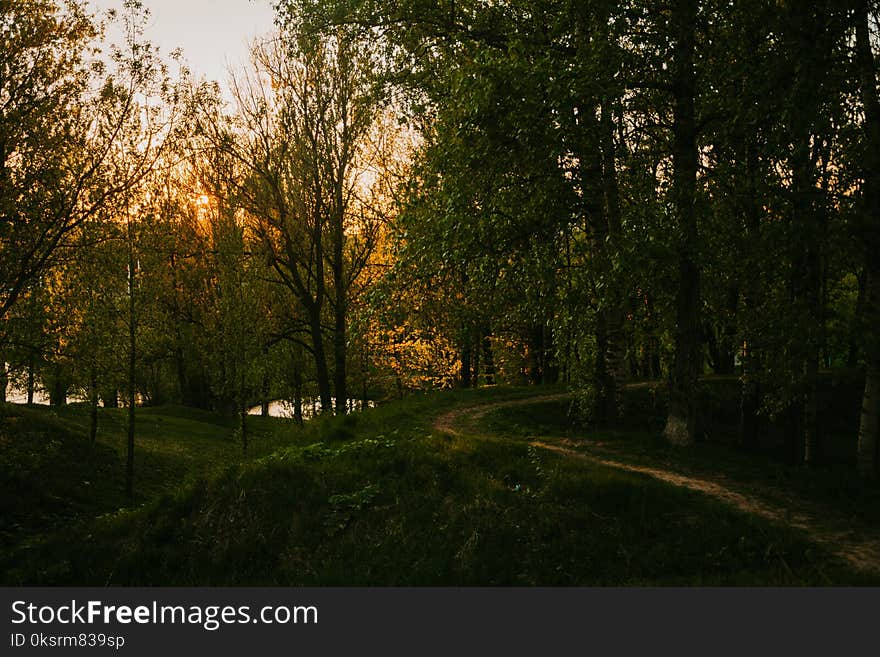 Trees Near Path