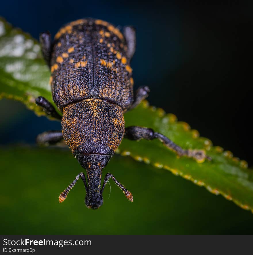 Close-up Photography Of Insect On Leaf