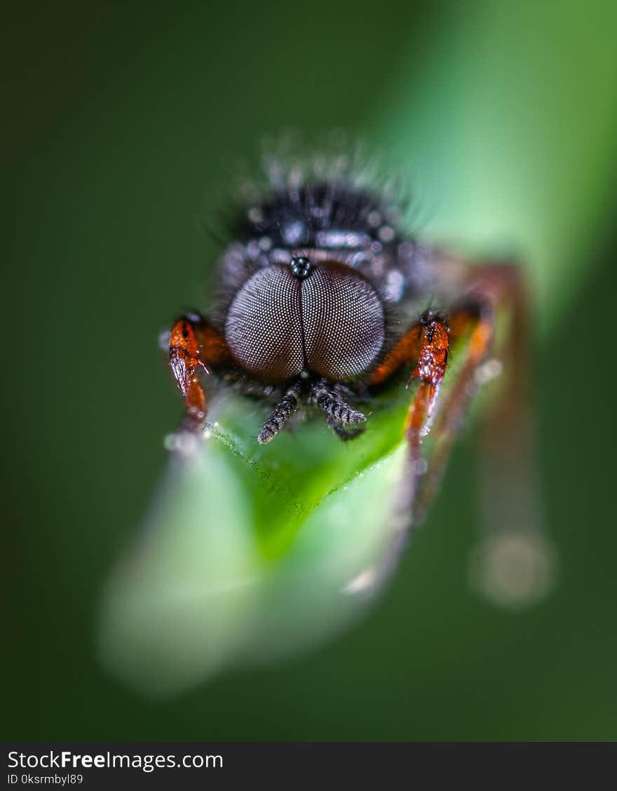 Close-Up Photo Of Black Insect On Top Of Green Leaf