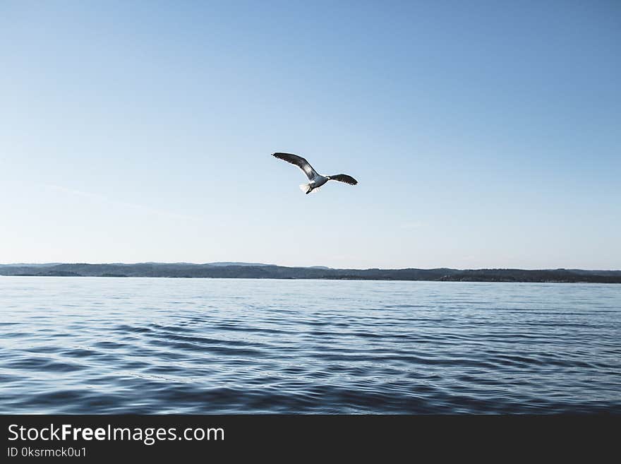 White and Brown Bird Near Body of Water Under Blue Sky at Daytime