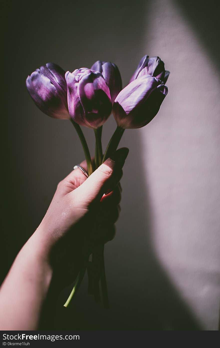 Person Holding Purple Tulips