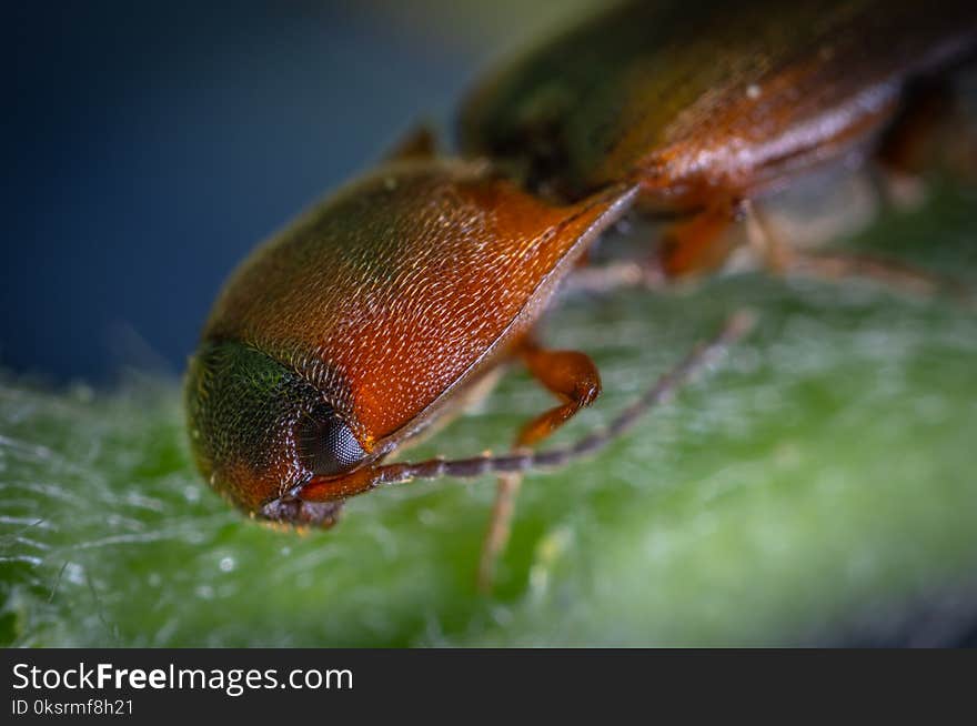 Brown Click Beetle